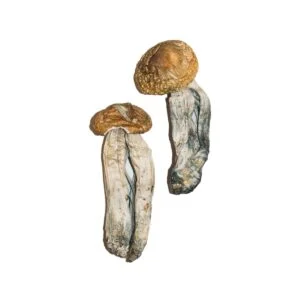 Hongo mágico mexicano