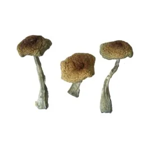 Hongo mágico Psilocybe Aztecorum