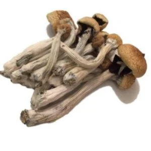 Hongo Psilocybe Mexicana